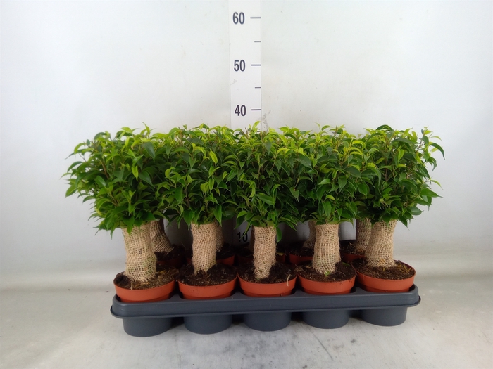 <h4>Ficus benja. 'Natasja'</h4>