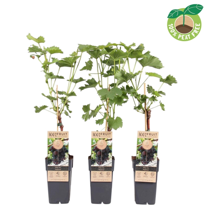 <h4>Vitis vinifera</h4>