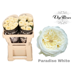 R Gr Paradise White X20