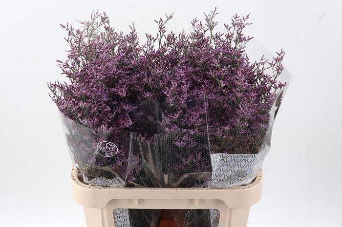 <h4>Lim Piuma Sky</h4>