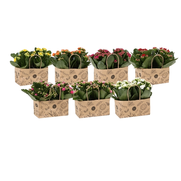 <h4>KP-825.3 - Kalanchoe Rosalina 7cm in duo kraft tas</h4>