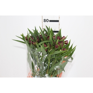 ALSTROEMERIA POMPEII 080 CM