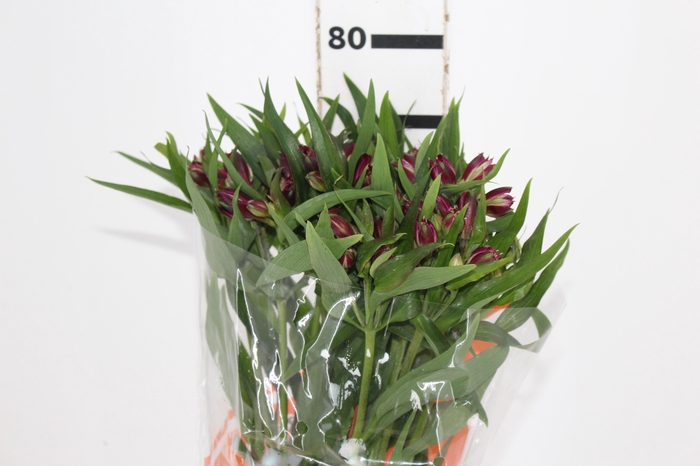 <h4>ALSTROEMERIA POMPEII 080 CM</h4>