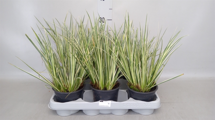 <h4>Acorus gramineus 'Aureovariegatus'</h4>