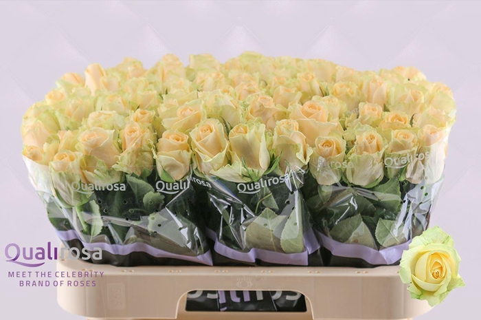 <h4>R Gr Magic Avalanche</h4>