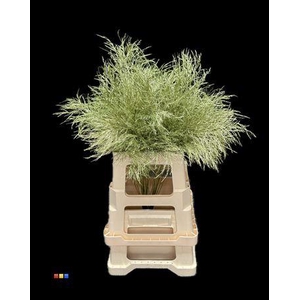 Treefern Metallic Olive