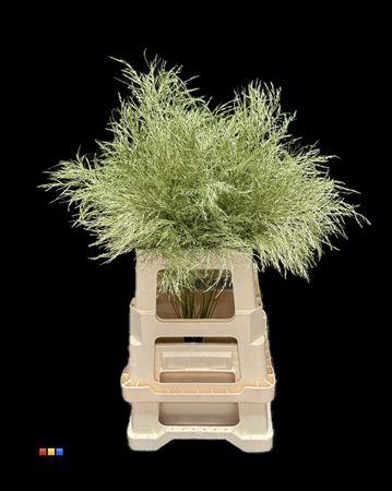 Treefern Metallic Olive