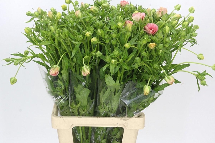 <h4>Ranunculus Magical Mascarpone</h4>