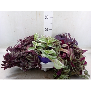 Tradescantia   ...mix