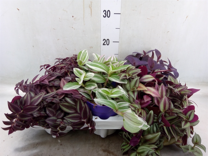 <h4>Tradescantia   ...mix</h4>