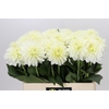 Dahlia White Wonder