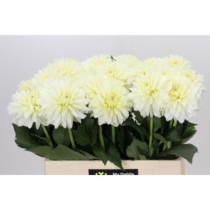 Dahlia White Wonder