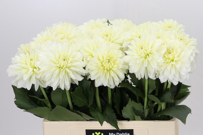 <h4>Dahlia White Wonder</h4>