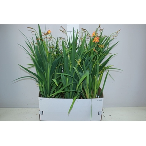 Crocosmia Carmine Brilliant