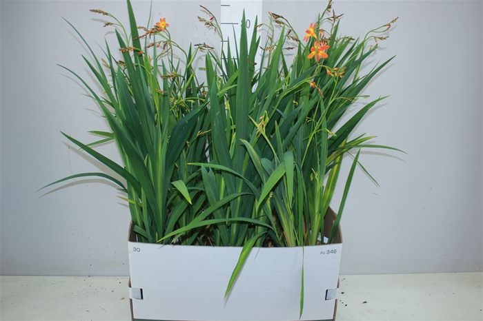 <h4>Crocosmia Carmine Brilliant</h4>