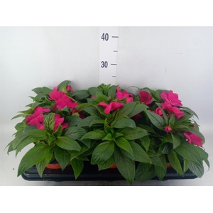 Impatiens NG 'ColPow Purple Blue'