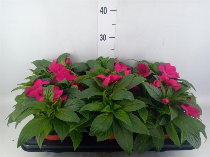 <h4>Impatiens NG 'ColPow Purple Blue'</h4>