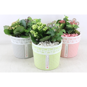 arr2 PL - Ker. pot celcius mix x3