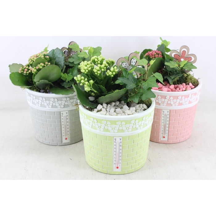 <h4>Arr2 Pl - Ker. Pot Celcius Mix X3</h4>