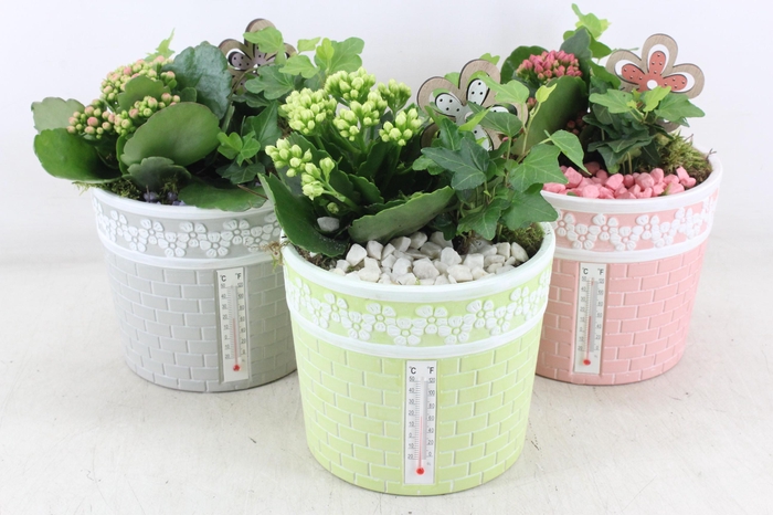 <h4>arr2 PL - Ker. pot celcius mix x3</h4>