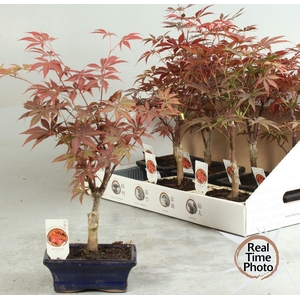 BONSAI OV