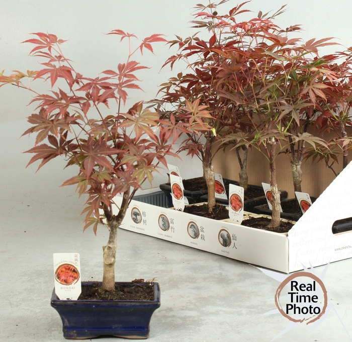 <h4>BONSAI OV</h4>