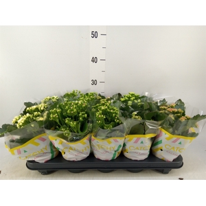 Kalanchoe blos.   ..rosebud mix  5