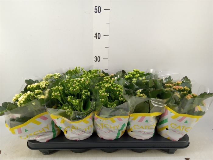 <h4>Kalanchoe blos.   ..rosebud mix  5</h4>