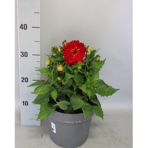 Dahlia 19 cm Scarlet Orange