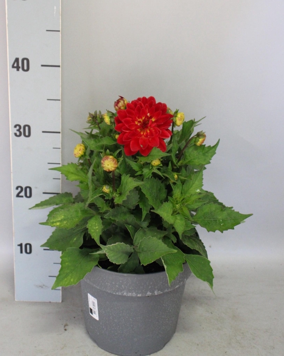 <h4>Dahlia 19 cm Scarlet Orange</h4>