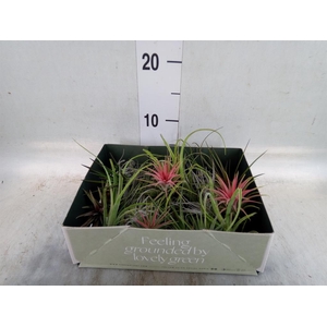 Tillandsia