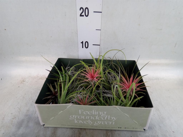 <h4>Tillandsia</h4>