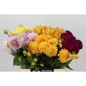 Dahlia Gemengd in fust