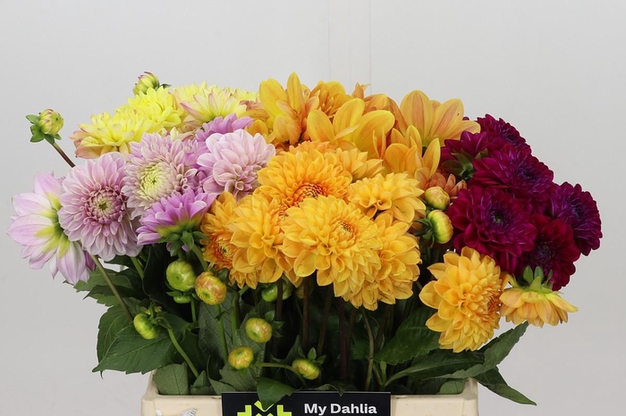 <h4>Dahlia Gemengd in fust</h4>