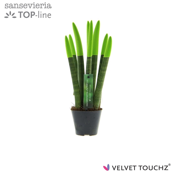 <h4>Sansevieria VELVET TOUCHZ® Groen</h4>
