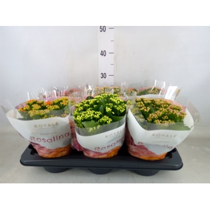 Kalanchoe blos. 'RoyalDon'   ..mix