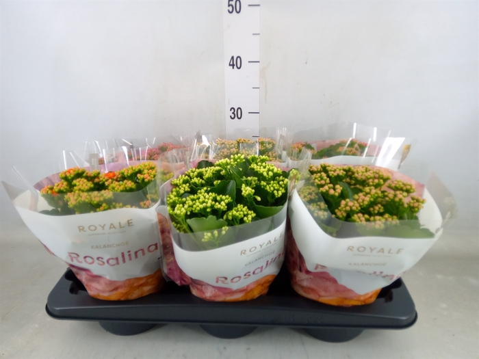 <h4>Kalanchoe blos. 'RoyalDon'   ..mix</h4>