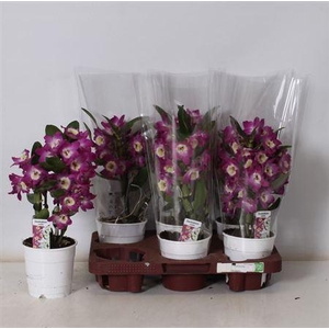 Dend Nobile 2 Branches