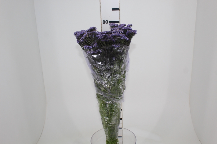 <h4>ACHILLEA MILLEFOLIUM VARIADA 050 CM</h4>