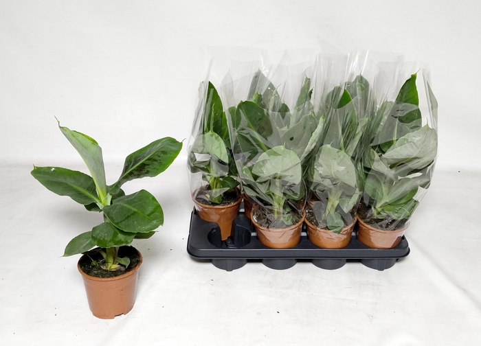 <h4>MUSA TROPICANA</h4>