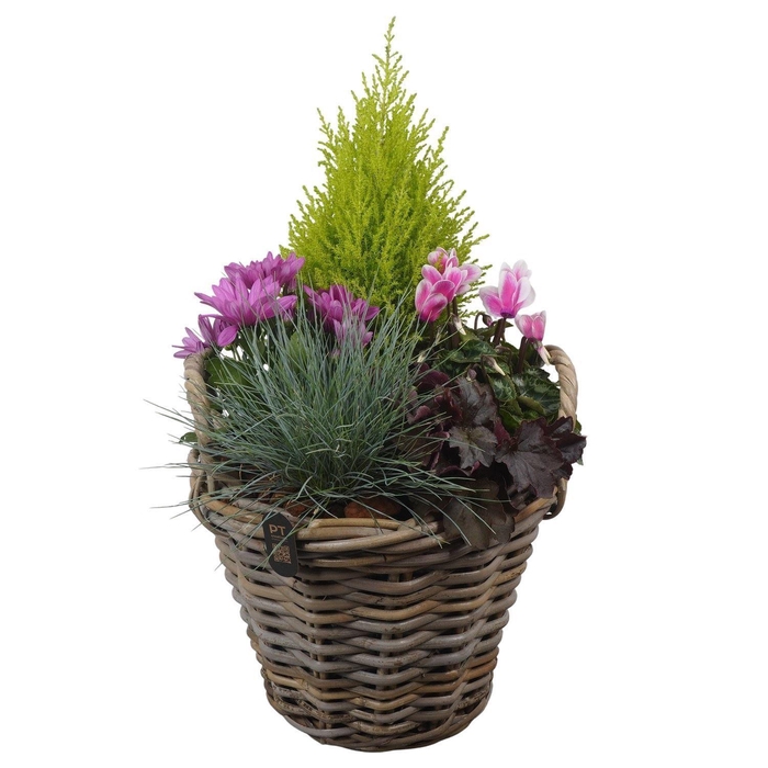 <h4>Arr.   Tuinplanten H%</h4>