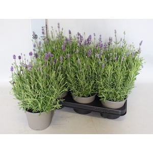 Overig 12 cm Lavandula ang. Hidcote