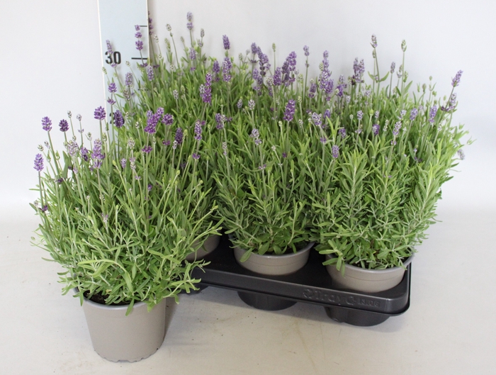 <h4>Overig 12 cm Lavandula ang. Hidcote</h4>