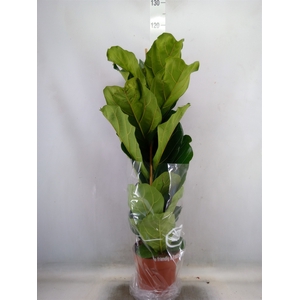 Ficus lyrata
