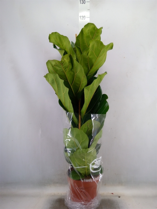 <h4>Ficus lyrata</h4>