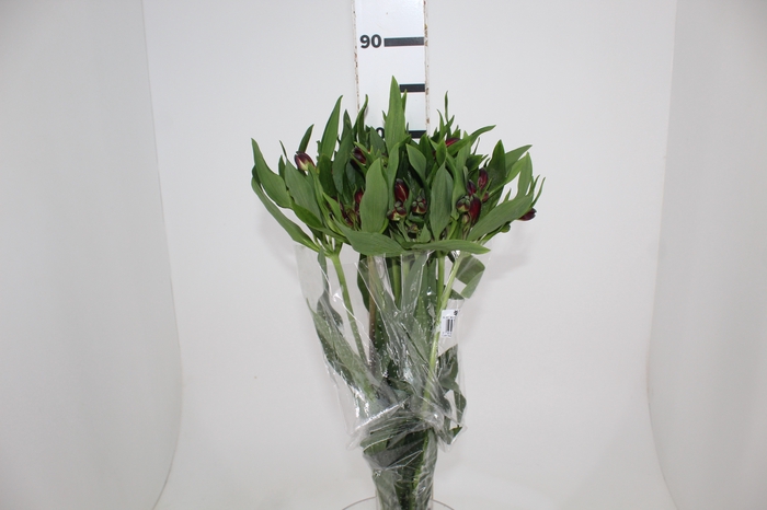 <h4>ALSTROEMERIA MERLOT 080 CM VERMELHO</h4>