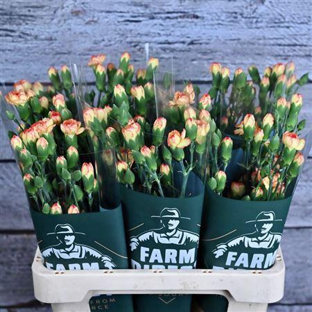 <h4>Di Tr Edison</h4>