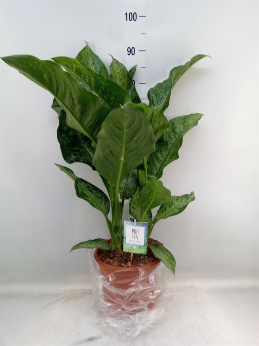 <h4>Dieffenbachia  'Memoria Corsii'</h4>