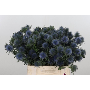 Eryng Magnetar Qstar