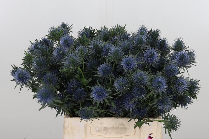 <h4>Eryng Magnetar Qstar</h4>